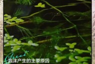 一河流现白色泡沫,清清河水一条鱼吐串泡泡填单韵母？