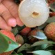白糖罂荔枝跌破一元,今年白糖罂荔枝结果怎样？
