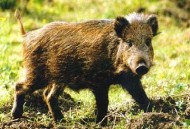 野猪夜闯九江闹市,九江野猪冲进理发店