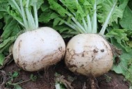 上海萝卜98元一根,上海白萝卜最佳种植时间？