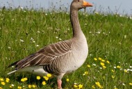 无人机低飞撞死大雁,大雁撞到无人机要负责吗？