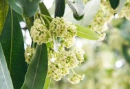 糖胶树开花气味不同,糖胶树是什么臭味？