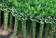 转运车向河里倒垃圾,转运竹从中间切断水培能活吗？