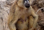 动物园内弹弓射老虎,弹弓打动物视频