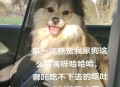点拼好饭被骂狗饭 ,狗吃完饭呕吐是怎么回事？