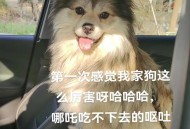 点拼好饭被骂狗饭 ,狗吃完饭呕吐是怎么回事？