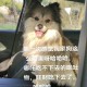 点拼好饭被骂狗饭 ,狗吃完饭呕吐是怎么回事？