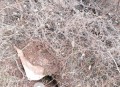 去世8年坟墓现盗洞,坟墓被狐狸盗洞了怎么办？