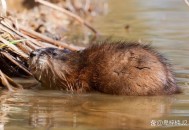 被窝钻进30厘米老鼠,被窝钻进30厘米老鼠会死吗