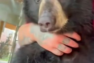 孕妇遭黑熊袭击,熊孩子猛推孕妇，还说想看看她会不会流产，事后被暴打，该如何教育孩子？