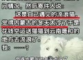 假期汽车托运火了,老公想养猫，说了很多次了，怎么劝阻？放假不好带回家，托运麻烦？