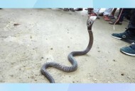 曝有人大量放生毒蛇,曝有人大量放生毒蛇视频