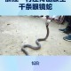 曝有人大量放生毒蛇,曝有人大量放生毒蛇视频