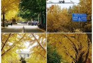 北京10月18日入冬,北京冬天树叶常绿还是落叶？