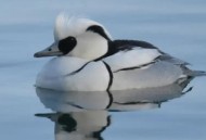 山西出现熊猫鸭,山西熊猫和四川熊猫的区别？