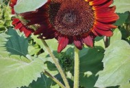 湿地公园现白色泡沫,2021奥森公园有向日葵什么时候开？