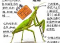 让螳螂吃颈后肉瘊子,螳螂为什么吃寻常疣？