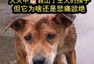 小狗被困宠物店死亡,小狗被困宠物店死亡案例