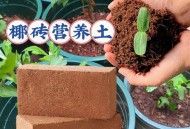 多平台封毒营养土店,买到不透气的营养土怎么办？