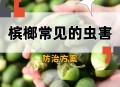 三亚一酒店虫子成群,槟榔虫怎么能防止咬到？