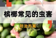 三亚一酒店虫子成群,槟榔虫怎么能防止咬到？