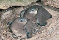 台送上海1对黑脚企鹅,企鹅听觉范围？