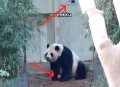 野外大熊猫求偶被拍,熊猫乐乐为啥闻毛巾？