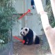野外大熊猫求偶被拍,熊猫乐乐为啥闻毛巾？