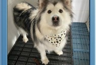 狗狗下地掰玉米,给狗狗吃了煮玉米，还不到四个小时就把玉米原模原样的拉出来了，怎么办？