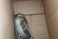 鸟撞玻璃事故频发,小鸟为什么会一直撞玻璃撞到死呀？