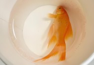 离家一年活鱼变鱼刺,怎样清除鱼缸里死鱼的鱼骨头？