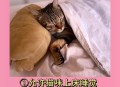 因猫与男友争吵被害,男朋友喜欢猫，而自己不喜欢，该怎么办？