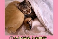因猫与男友争吵被害,男朋友喜欢猫，而自己不喜欢，该怎么办？