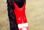 天鹅脖子疑被压变形,天鹅 脖子