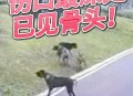 一女童被大型犬咬伤,如何看待南昌一小区女子被两只大型犬咬伤这件事？