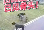 一女童被大型犬咬伤,如何看待南昌一小区女子被两只大型犬咬伤这件事？