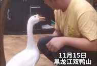 鸭子填油脂当大鹅卖,鸭子的油