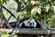 排4小时看熊猫1分钟,熊猫排黏一般会持续多久？