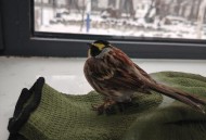 鸟撞玻璃事故频发,为什么鸟容易在清晨和傍晚撞到玻璃幕墙？