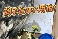 大量鸽子发抖吐白沫,鸽子发抖是怎么回事？