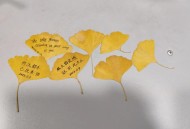 29.9买100片银杏叶,银杏叶和白果叶有什么区别？