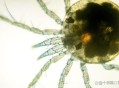自来水中含活体虫,自来水中含有什么虫
