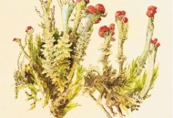 南极地衣百年长1毫,南极的地衣生长得有多慢？