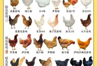 我国每年吃70亿只鸡,七只鸡七天下七个蛋70只母鸡70天下多少只蛋？