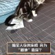 制止乱喊乱叫遭群殴,小猫坐立不安乱喊乱叫钻被子？
