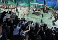 日提议去台换大熊猫,赴日大熊猫