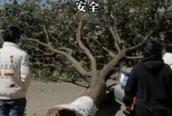 男子台风天被树砸伤,大风刮倒树砸别人家树是什么责任？