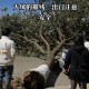 男子台风天被树砸伤,大风刮倒树砸别人家树是什么责任?