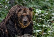 日本秋田县全是熊,日本的秋田县
