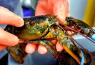 英国将禁止活煮龙虾,英国将禁止活煮龙虾螃蟹